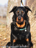 beauceron-net.de