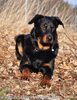 beauceron-net.de