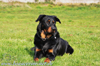 beauceron-net.de