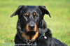 beauceron-net.de