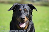 beauceron-net.de