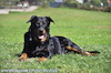 beauceron-net.de