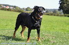 beauceron-net.de