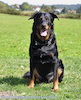 beauceron-net.de