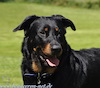 beauceron-net.de