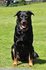 beauceron-net.de