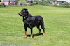 beauceron-net.de