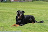 beauceron-net.de