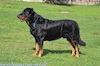 beauceron-net.de