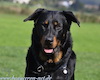 beauceron-net.de