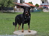 beauceron-net.de