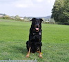 beauceron-net.de