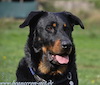 beauceron-net.de