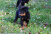 beauceron-net.de