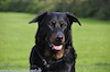 beauceron-net.de