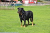 beauceron-net.de