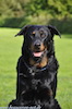 beauceron-net.de