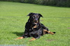 beauceron-net.de