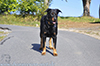 beauceron-net.de