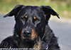 beauceron-net.de