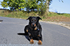 beauceron-net.de