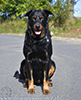 beauceron-net.de