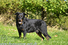 beauceron-net.de