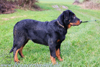 beauceron-net.de
