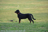 beauceron-net.de