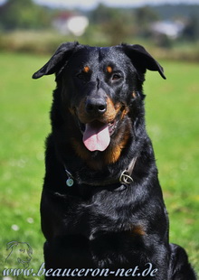 beauceron-net.de