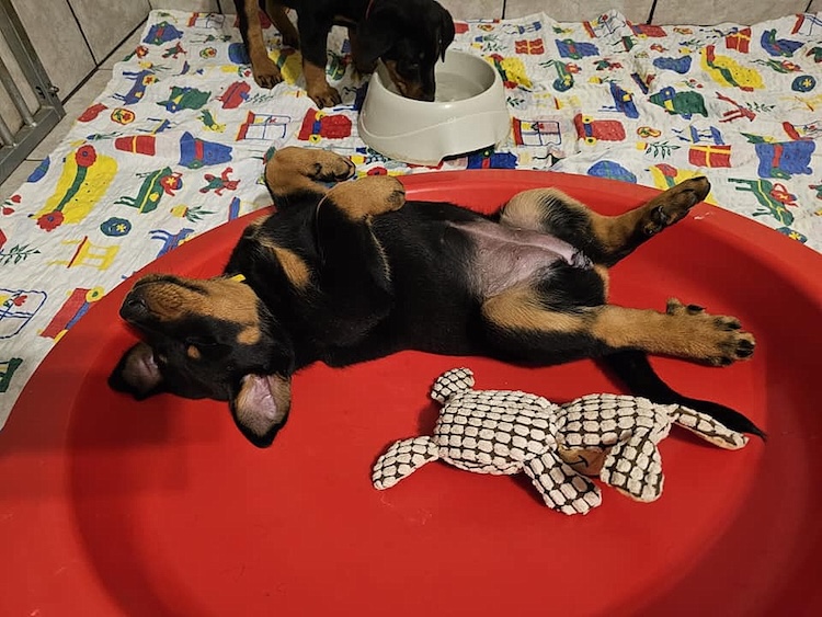 beauceron-net.de