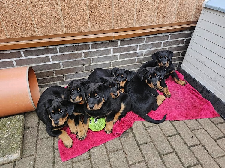 beauceron-net.de