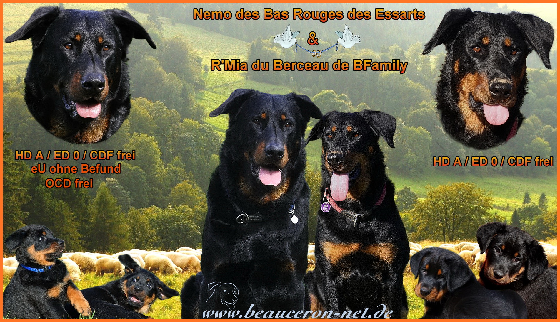 beauceron-net.de