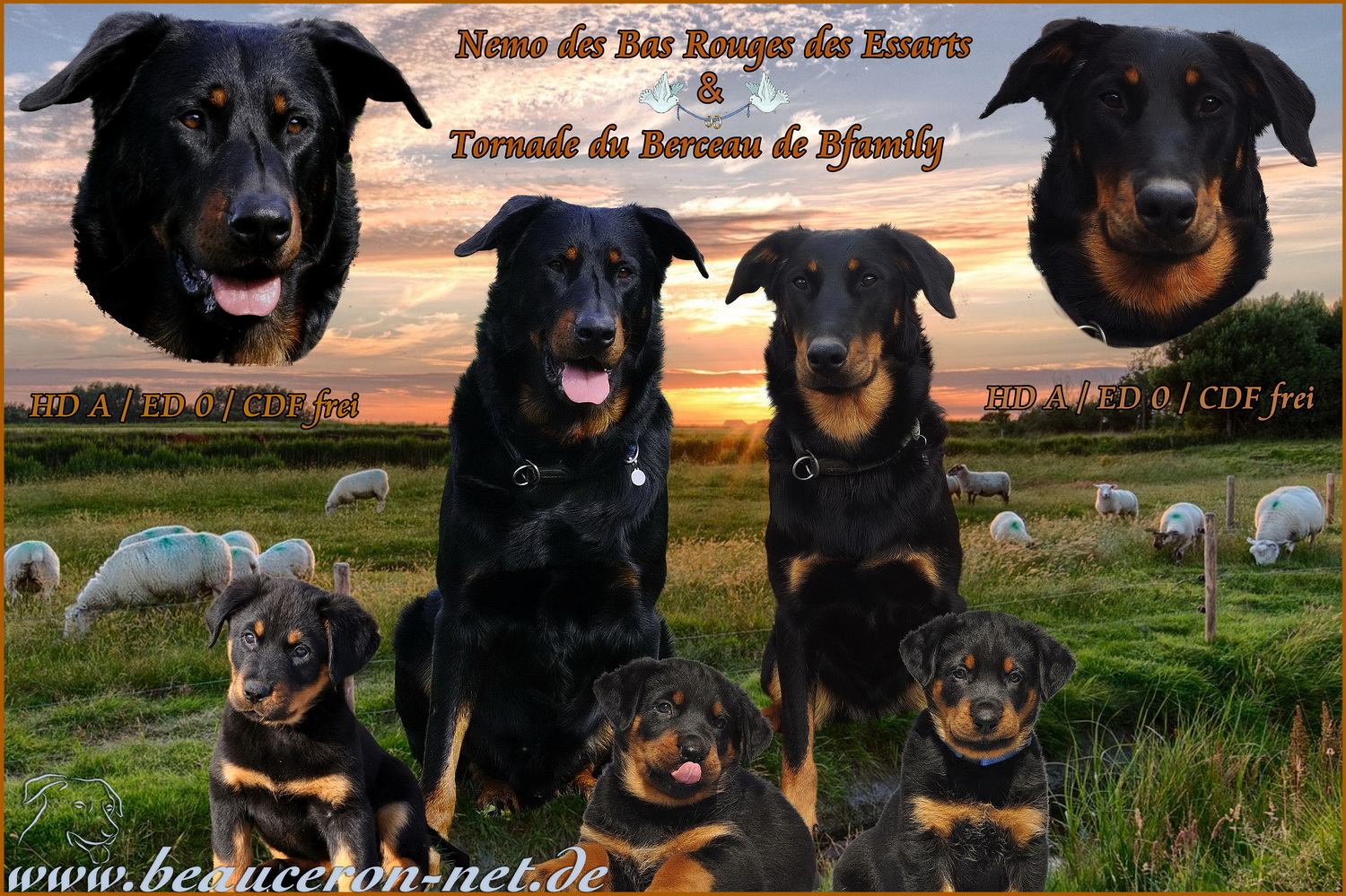 beauceron-net.de