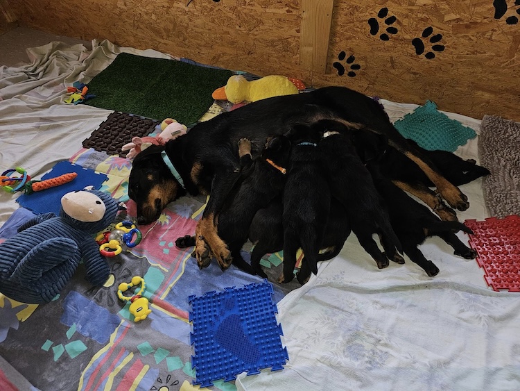 beauceron-net.de