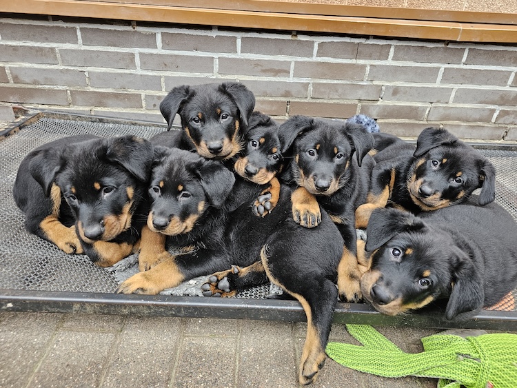 beauceron-net.de