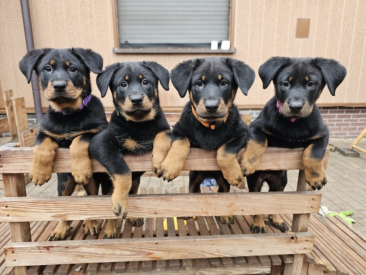 beauceron-net.de