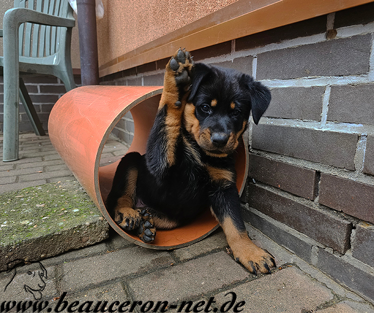 beauceron-net.de
