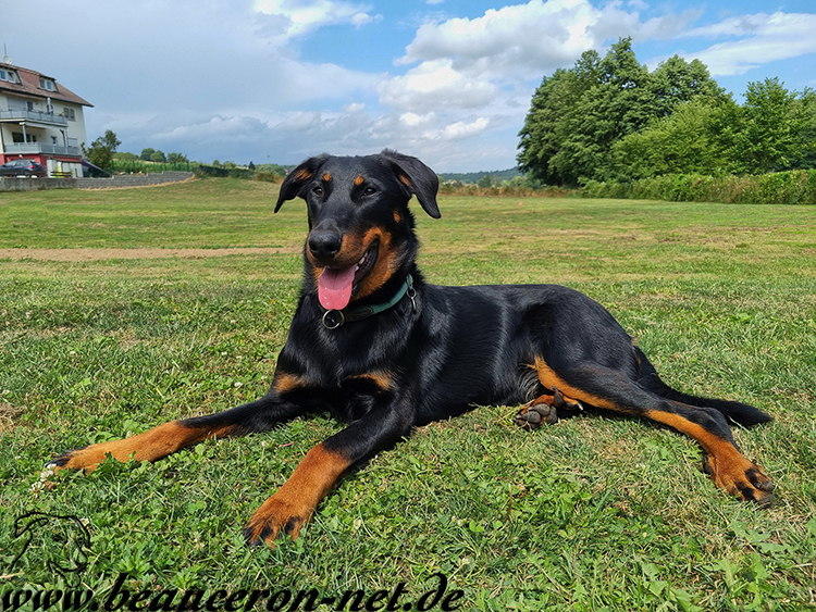 beauceron-net.de