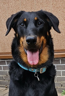 beauceron-net.de