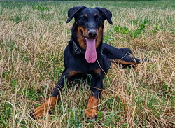 www.beauceron-net.de